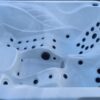 Twin Joys 3 Person 1 Seater 2 Lounger Hot Tub - Thumbnail Image 4